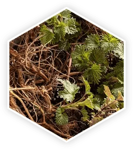ProstaVive Nettle Root Ingredient